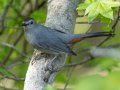 Gray Catbird - Barkley WMA, Stewart, Tennessee, 4/23/2025