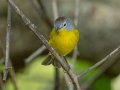 Nashville Warbler - 1268 The Trace, Dover US-TN 36.53566, -87.91970, Stewart, Tennessee, 4/22/2025