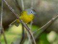 Nashville Warbler - 1268 The Trace, Dover US-TN 36.53566, -87.91970, Stewart, Tennessee, 4/22/2025
