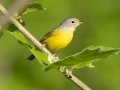 Nashville Warbler - 1268 The Trace, Dover US-TN 36.53566, -87.91970, Stewart, Tennessee, 4/22/2025