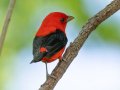 Scarlet Tanager - 1268 The Trace, Dover US-TN 36.53566, -87.91970, Stewart, Tennessee, 4/22/2025