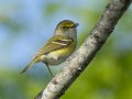 White-eyed Vireo - 1268 The Trace, Dover US-TN 36.53566, -87.91970, Stewart, Tennessee, 4/22/2025