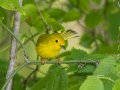 Yellow Warbler - 1268 The Trace, Dover US-TN 36.53566, -87.91970, Stewart, Tennessee, 4/22/2025