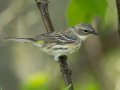 Yellow-rumped Warbler - 1268 The Trace, Dover US-TN 36.53566, -87.91970, Stewart, Tennessee, 4/22/2025