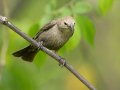 Brown-headed Cowbird - 1268 The Trace, Dover US-TN 36.53566, -87.91970, Stewart, Tennessee, 4/22/2025