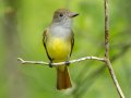 Great Crested Flycatcher- 1268 The Trace, Dover US-TN 36.53566, -87.91970, Stewart, Tennessee, 4/24/2025