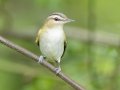 Red-eyed Vireo - 1268 The Trace, Dover US-TN 36.53566, -87.91970, Stewart, Tennessee, 4/24/2025
