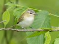 Red-eyed Vireo - 1268 The Trace, Dover US-TN 36.53566, -87.91970, Stewart, Tennessee, 4/24/2025
