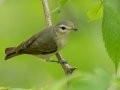 Wabling Vireo - 1268 The Trace, Dover US-TN 36.53566, -87.91970, Stewart, Tennessee, 4/24/2025