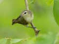Wabling Vireo - 1268 The Trace, Dover US-TN 36.53566, -87.91970, Stewart, Tennessee, 4/24/2025