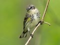 Yellow-rumped Warbler - 1268 The Trace, Dover US-TN 36.53566, -87.91970, Stewart, Tennessee, 4/24/2025