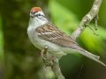 Chipping Sparrow - 1268 The Trace, Dover US-TN 36.53566, -87.91970, Stewart, Tennessee, 4/25/2025