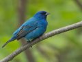 Indigo Bunting - 1268 The Trace, Dover US-TN 36.53566, -87.91970, Stewart, Tennessee, 4/25/2025
