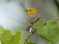 Prairie Warbler - 1268 The Trace, Dover US-TN 36.53566, -87.91970, Stewart, Tennessee, 4/25/2025