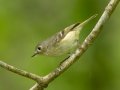 Ruby-crowned Kinglet - 1268 The Trace, Dover US-TN 36.53566, -87.91970, Stewart, Tennessee, 4/25/2025
