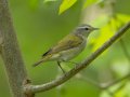 Tennessee Warbler - 1268 The Trace, Dover US-TN 36.53566, -87.91970, Stewart, Tennessee, 4/25/2025