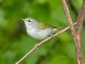 Tennessee Warbler - 1268 The Trace, Dover US-TN 36.53566, -87.91970, Stewart, Tennessee, 4/25/2025