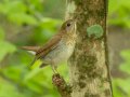 Veery - 1268 The Trace, Dover US-TN 36.53566, -87.91970, Stewart, Tennessee, 4/25/2025