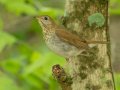 Veery - 1268 The Trace, Dover US-TN 36.53566, -87.91970, Stewart, Tennessee, 4/25/2025