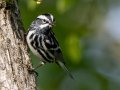 Black-and-white Warbler  - 1268 The Trace, Dover US-TN 36.53566, -87.91970, Stewart, Tennessee, 4/26/2025