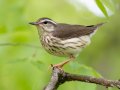 Louisiana Waterthrush - 1268 The Trace, Dover US-TN 36.53566, -87.91970, Stewart, Tennessee, 4/26/2025