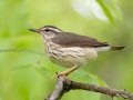 Louisiana Waterthrush - 1268 The Trace, Dover US-TN 36.53566, -87.91970, Stewart, Tennessee, 4/26/2025