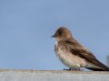 Northern Rough-winged Swallow - 1268 The Trace, Dover US-TN 36.53566, -87.91970, Stewart, Tennessee, 4/26/2025