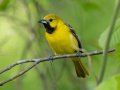 Orchard Oriole - 1268 The Trace, Dover US-TN 36.53566, -87.91970, Stewart, Tennessee, 4/26/2025