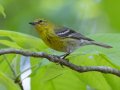 Pine Warbler - 1268 The Trace, Dover US-TN 36.53566, -87.91970, Stewart, Tennessee, 4/26/2025