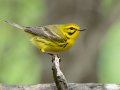 Prairie Warbler - 1268 The Trace, Dover US-TN 36.53566, -87.91970, Stewart, Tennessee, 4/26/2025