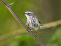 Yellow-rumped Warbler - 1268 The Trace, Dover US-TN 36.53566, -87.91970, Stewart, Tennessee, 4/26/2025