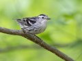 Black-and-white Warbler - 1268 The Trace, Dover US-TN 36.53566, -87.91970, Stewart, Tennessee, 4/27/2025