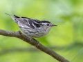 Black-and-white Warbler - 1268 The Trace, Dover US-TN 36.53566, -87.91970, Stewart, Tennessee, 4/27/2025