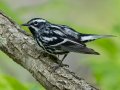 Black-and-white Warbler - 1268 The Trace, Dover US-TN 36.53566, -87.91970, Stewart, Tennessee, 4/27/2025