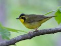 Kentucky Warbler - 1268 The Trace, Dover US-TN 36.53566, -87.91970, Stewart, Tennessee, 4/27/2025