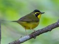 Kentucky Warbler - 1268 The Trace, Dover US-TN 36.53566, -87.91970, Stewart, Tennessee, 4/27/2025