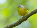 Nashville Warbler - 1268 The Trace, Dover US-TN 36.53566, -87.91970, Stewart, Tennessee, 4/27/2025