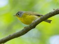Nashville Warbler - 1268 The Trace, Dover US-TN 36.53566, -87.91970, Stewart, Tennessee, 4/27/2025