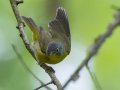 Nashville Warbler - 1268 The Trace, Dover US-TN 36.53566, -87.91970, Stewart, Tennessee, 4/27/2025