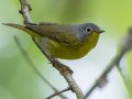 Nashville Warbler - 1268 The Trace, Dover US-TN 36.53566, -87.91970, Stewart, Tennessee, 4/27/2025