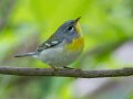 Northern Parula - 1268 The Trace, Dover US-TN 36.53566, -87.91970, Stewart, Tennessee, 4/27/2025