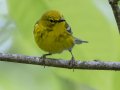 Pine Warbler - 1268 The Trace, Dover US-TN 36.53566, -87.91970, Stewart, Tennessee, 4/27/2025