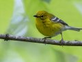 Pine Warbler - 1268 The Trace, Dover US-TN 36.53566, -87.91970, Stewart, Tennessee, 4/27/2025