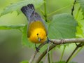 Prothonotary Warbler - 1268 The Trace, Dover US-TN 36.53566, -87.91970, Stewart, Tennessee, 4/27/2025