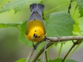 Prothonotary Warbler - 1268 The Trace, Dover US-TN 36.53566, -87.91970, Stewart, Tennessee, 4/27/2025