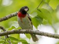 Rose-breasted Grosbeak - 1268 The Trace, Dover US-TN 36.53566, -87.91970, Stewart, Tennessee, 4/27/2025