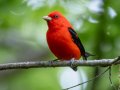 Scarlet Tanager - 1268 The Trace, Dover US-TN 36.53566, -87.91970, Stewart, Tennessee, 4/27/2025