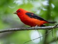 Scarlet Tanager - 1268 The Trace, Dover US-TN 36.53566, -87.91970, Stewart, Tennessee, 4/27/2025