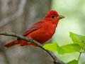 Summer Tanager - 1268 The Trace, Dover US-TN 36.53566, -87.91970, Stewart, Tennessee, 4/27/2025