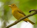 Summer Tanager - 1268 The Trace, Dover US-TN 36.53566, -87.91970, Stewart, Tennessee, 4/27/2025